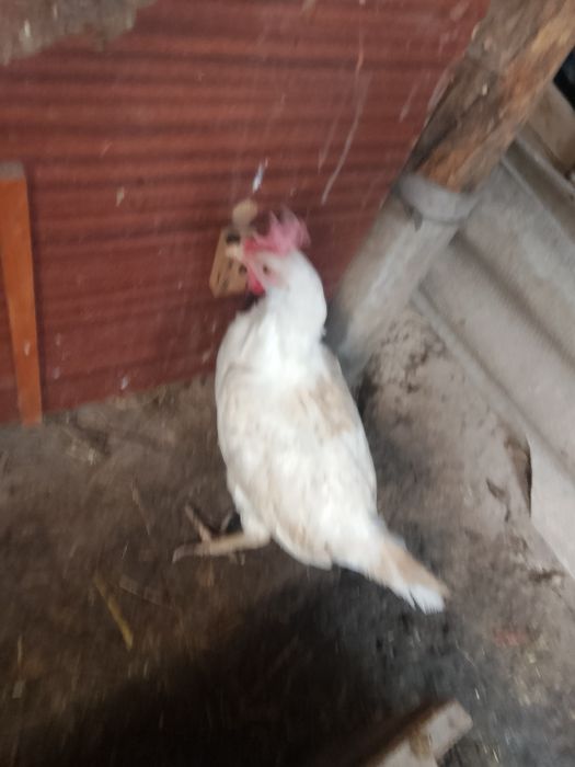 Туып тұрған тауықтар сатылады несушка