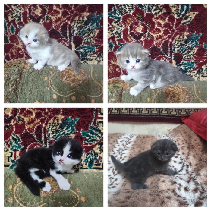 Продаются котята