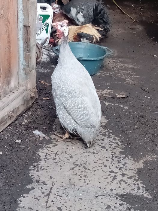 Продам цесарка самец