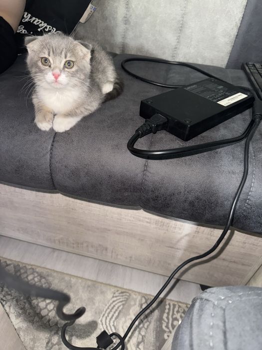 Британская вислоухая кошка (девочка)