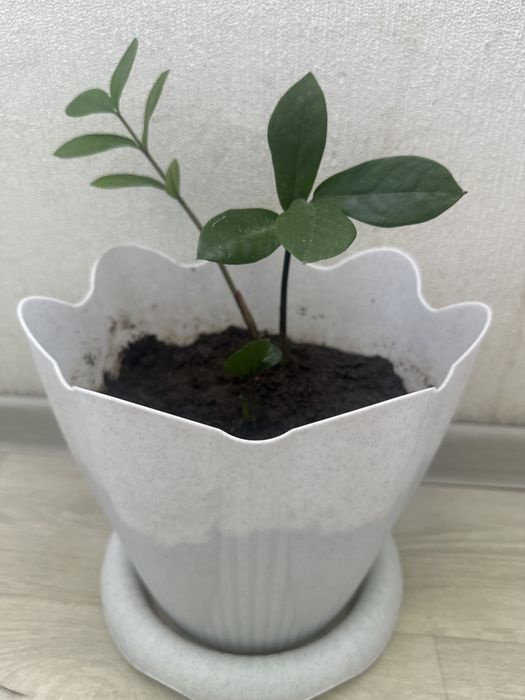 Отростки доллорового дерева