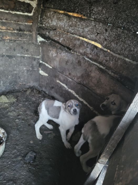 De vânzare mai mult detali