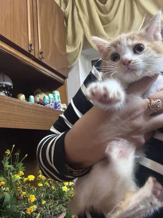 Отдам котёнка бесплатно