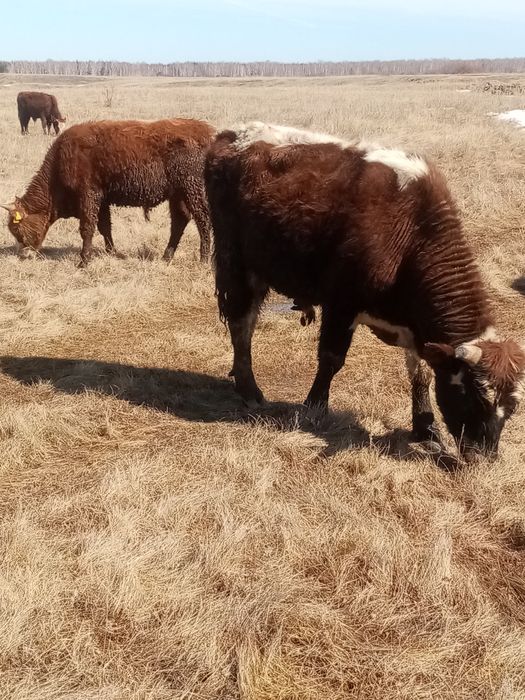 Продам  бычков на доращивание