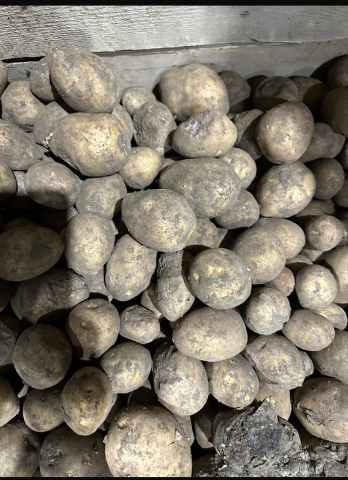 Продам Картофель