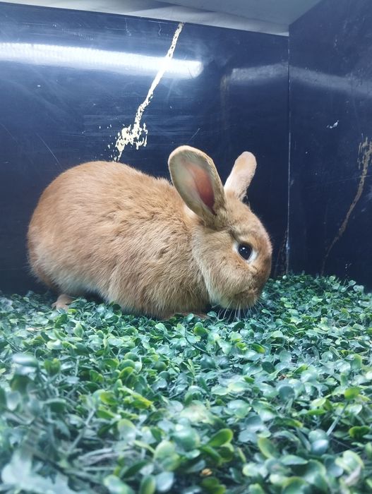 Бургунд самец сотилади