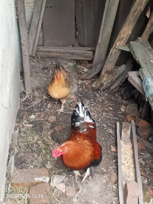 Продам петуха.самовывоз.