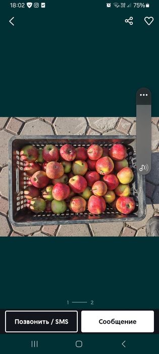 Яблоки оптом со своего сада.