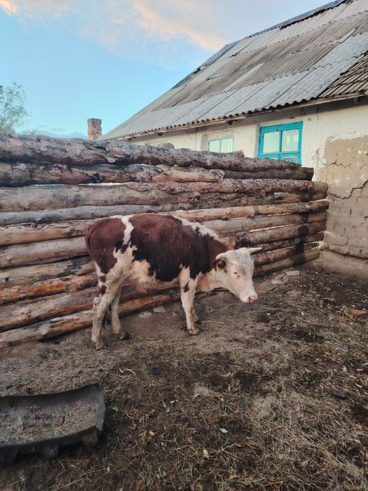 1.5 жасар букалар 7-8 бас бар