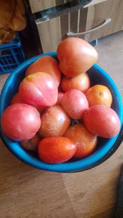 продам помидоры качественные