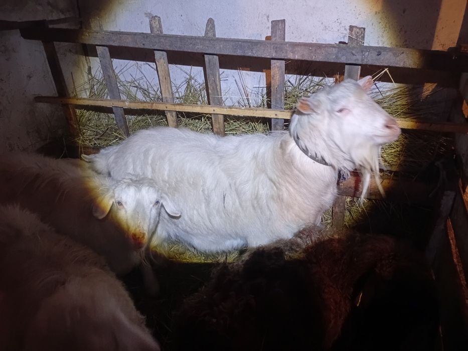 Теке, Козёл Зааненской породы