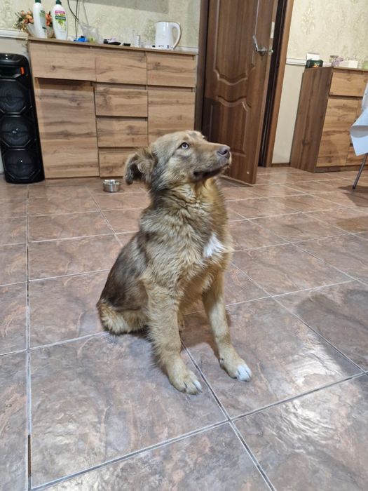 Отдам в хорошие руки