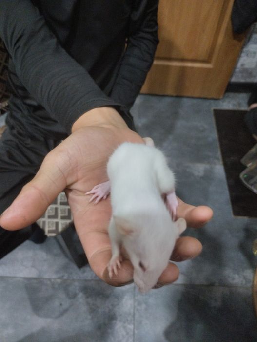 Продам крысят 1 месяц