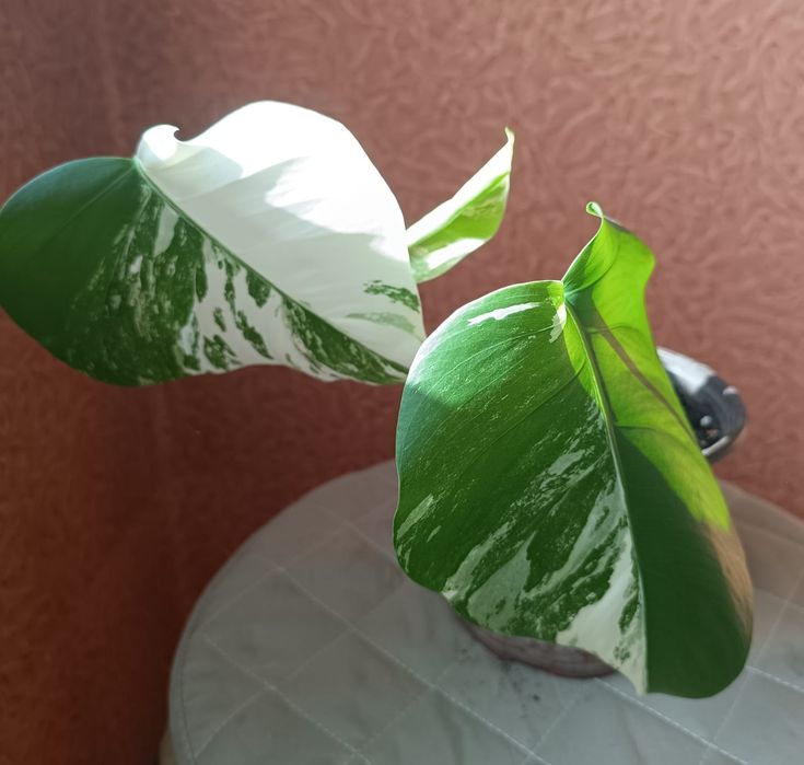 Монстера вариегатная Альба.