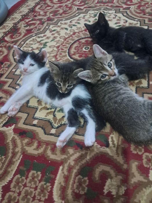 Кошки отдам в хорошие руки
