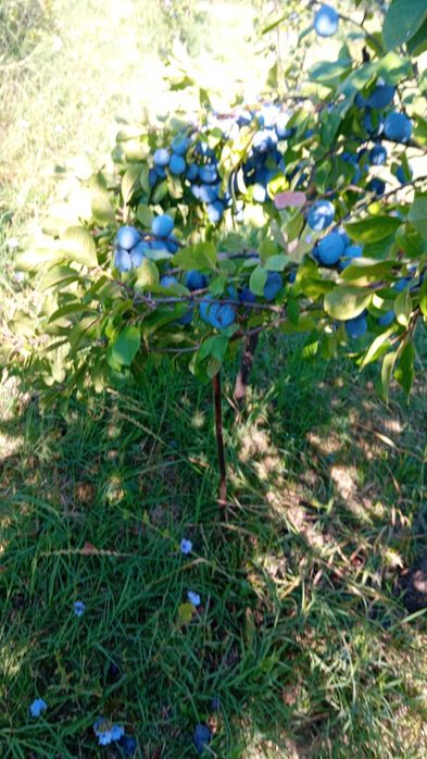 Prune proaspete din gradina