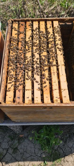 Vand 10 familii albine