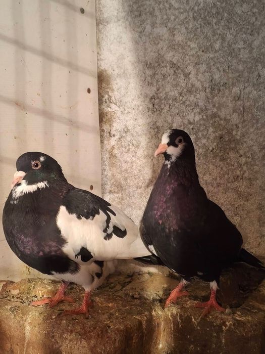 две работещи двойки Караакмани