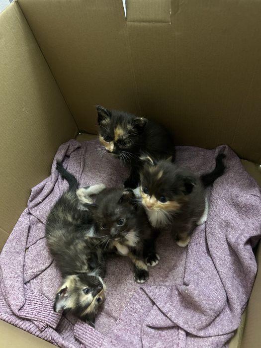 Котенкий 4 девочкий