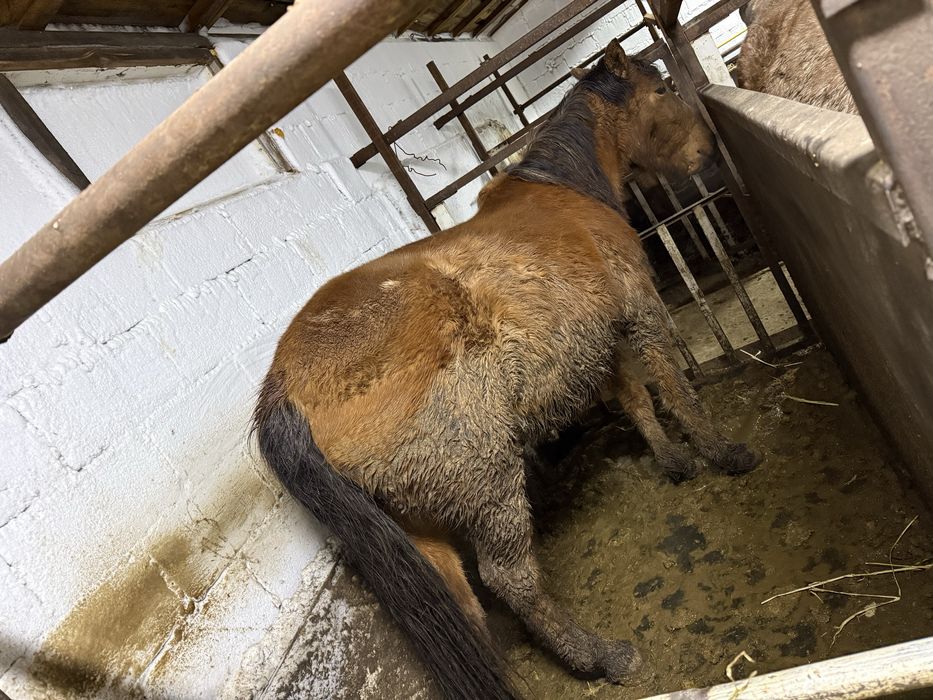 Лошадь  с откорма