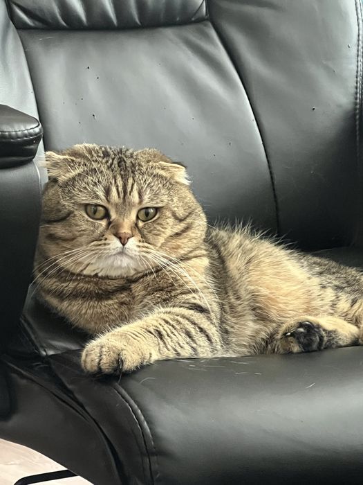 Шотландско клепоухо коте