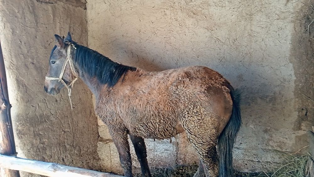 Гарантия жирны 100%