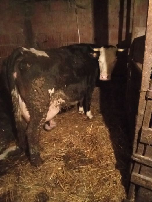 Vacă de lapte fătată de curând