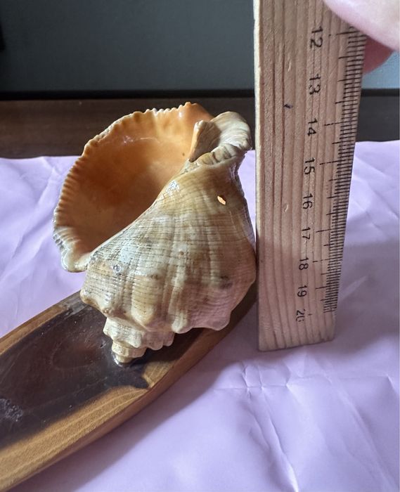 Ракушка ракушка