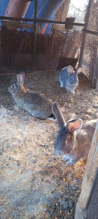 Disponibili iepuri mici și mari