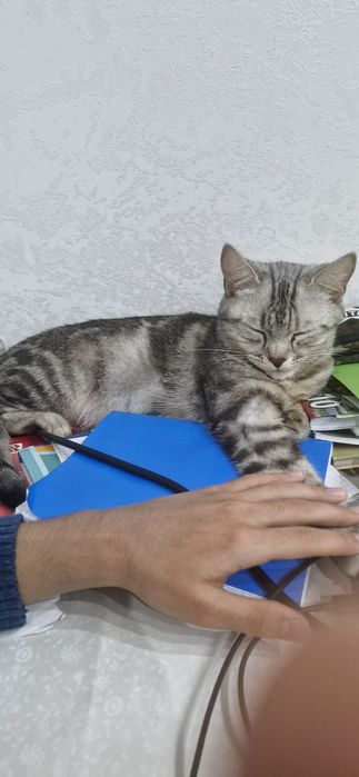 Отдам кошку в добрые руки!!!