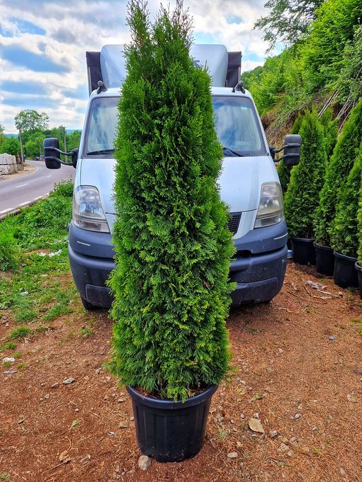 Vand tuia, plante la ghiveci.  Smaragd, occidentalis, columnaris