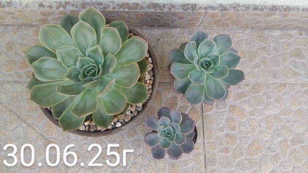 Замиокулкас/Ешеверия/Красула/Седум Сиеболди/Сансевиера/Лудизия/Амарили