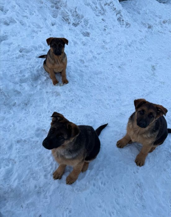 Продаются милые щенки