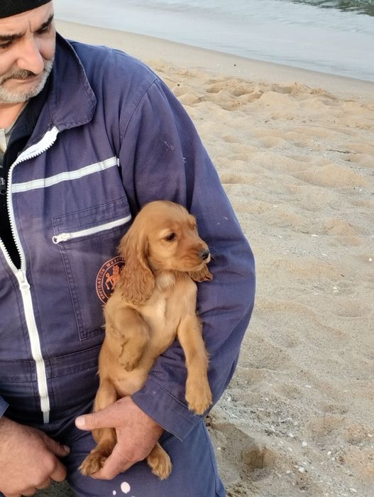 Продажба на Кокер шпаньоли
