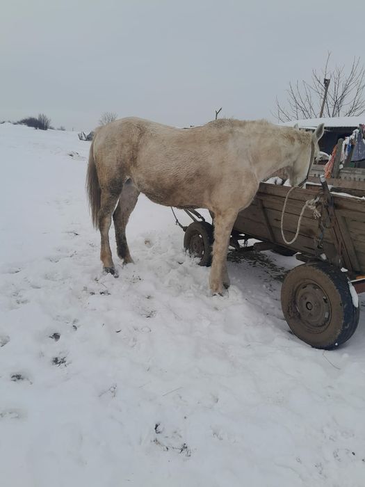 De vanzare iapa buna de căruță