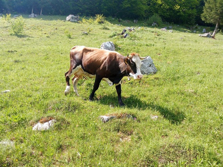 Vand vacă tânără (3 ani)