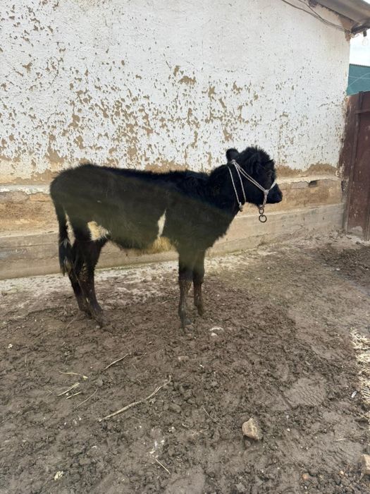 5 айлық ұрғашы бұзаулар сатылады