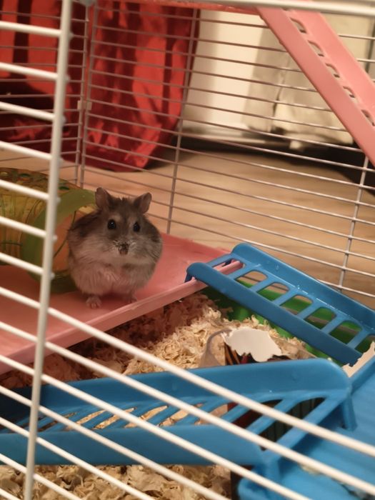 Cușcă pentru hamster+ un hamster pitic