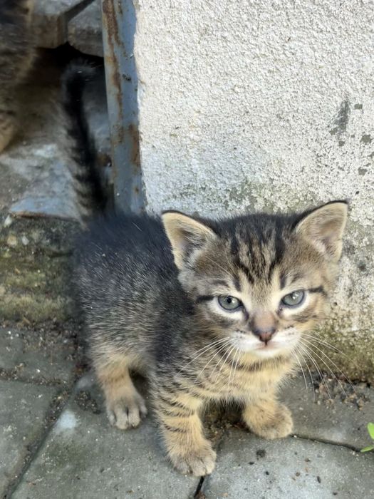 Donez pui , vârsta 6 săptămâni