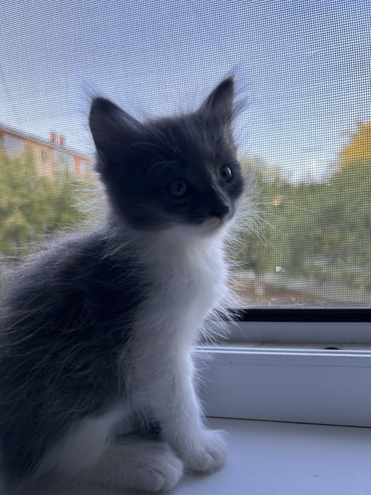 Котятки ищут маму или папу