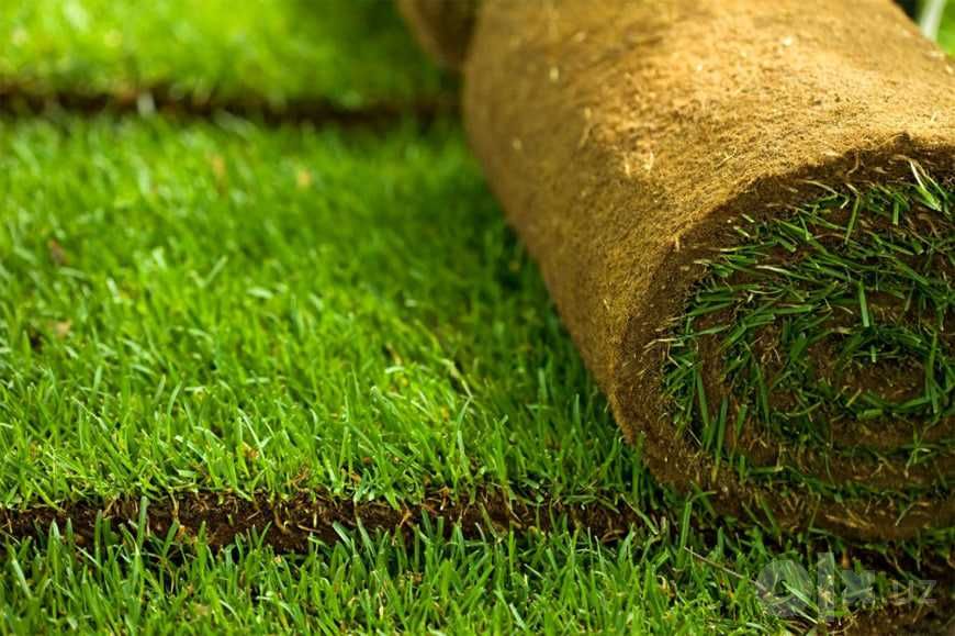 Gazon ekish Toshkent – 50 000 so‘mdan | Zich va Sifatli Natija