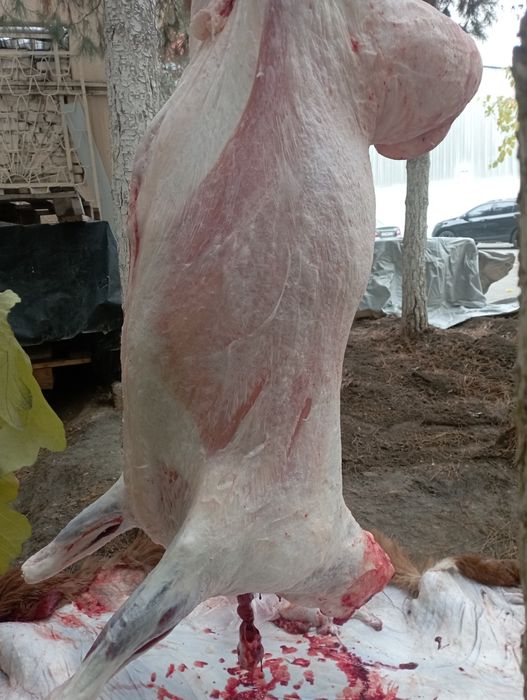 Кассоб-Qassob-Мясник service hizmati