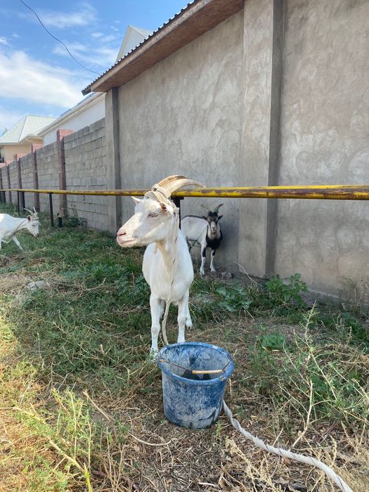 Породистый сауылатын ешкы