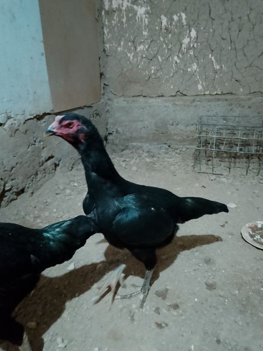 Дакан мекен сатылады