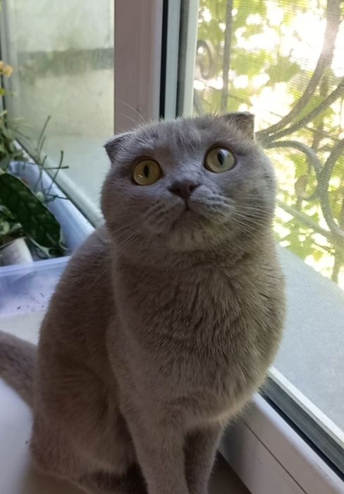 Скотиш Фолд чистая парода девочка