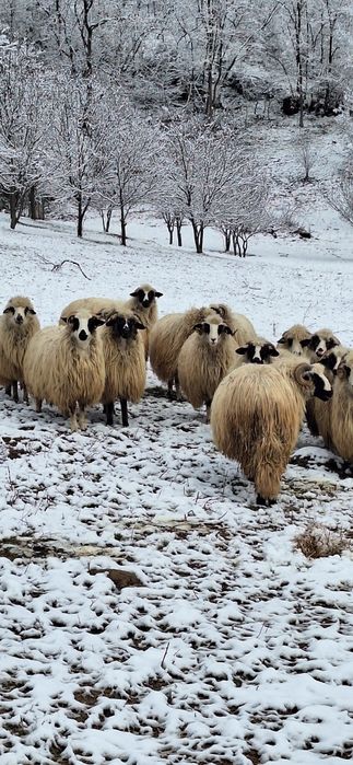 Vând 28  de oi tinere .10 fătate .5 mai sunt să fete si restu noatini.