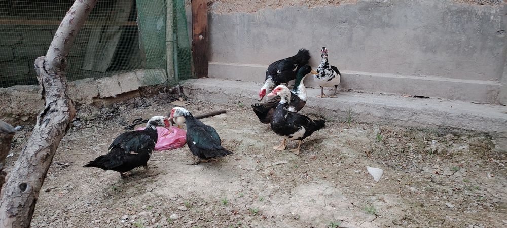 5 та Индоуткалар ва 2та Урдак сотилади