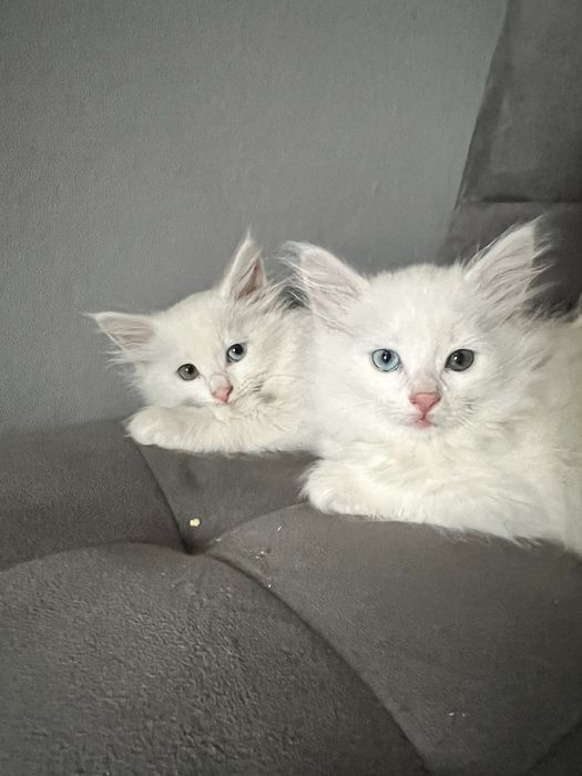 Продам котят Турецкой ангорки