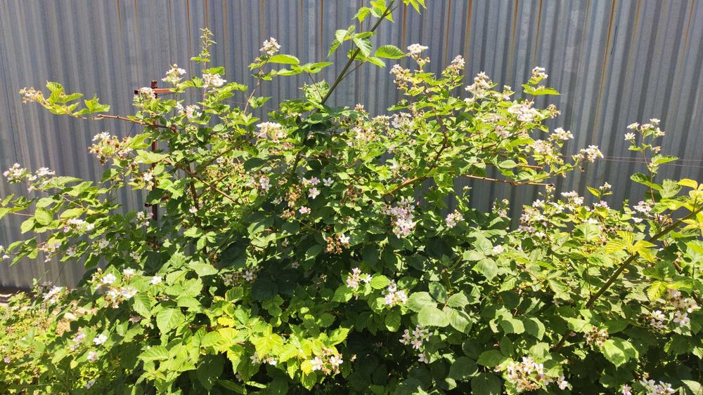 Кусты ежевики, взрослые