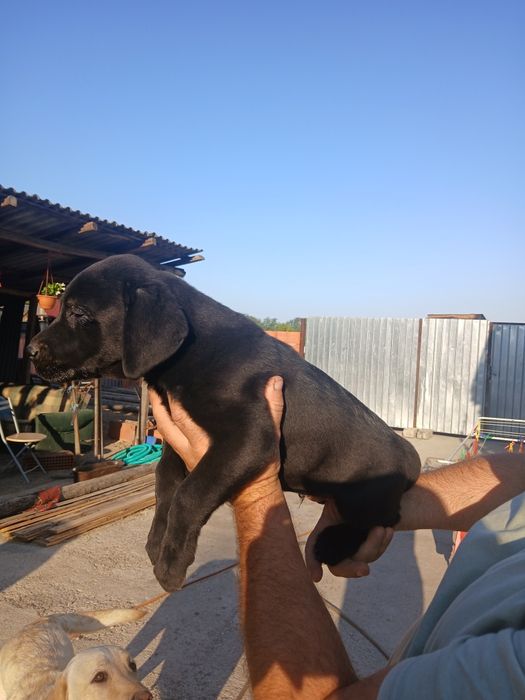 Donez  Catel labrador rettriever